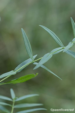 Leaves